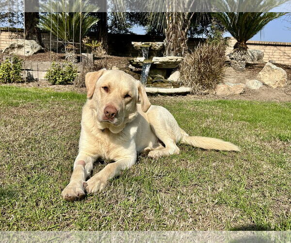 Medium Photo #1 Labrador Retriever Puppy For Sale in Clovis, CA, USA