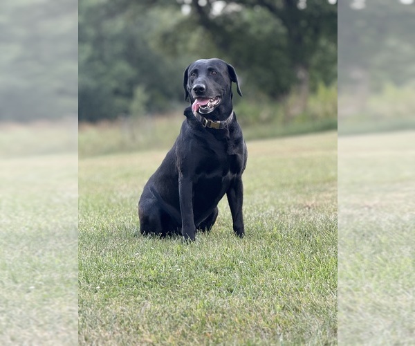 Medium Photo #1 Labrador Retriever Puppy For Sale in SIOUX CENTER, IA, USA