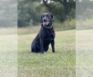 Father of the Labrador Retriever puppies born on 09/26/2025