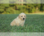 Puppy Ollie Golden Retriever