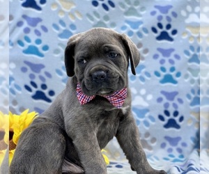 Cane Corso Puppy for sale in LANCASTER, PA, USA