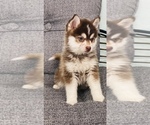 Small Photo #11 Pomsky Puppy For Sale in CINCINNATI, OH, USA