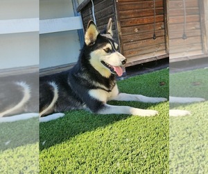 Pomsky Puppy for sale in SIMI VALLEY, CA, USA