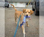 Small #4 Labrador Retriever Mix
