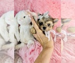 Small #15 Yorkshire Terrier