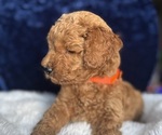 Small #6 Goldendoodle (Miniature)