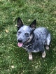 Small Photo #1 Australian Cattle Dog Puppy For Sale in BOZEMAN, MT, USA