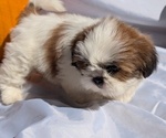 Small Photo #7 Shih Tzu Puppy For Sale in GOSHEN, IN, USA