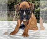 AKC Austin - Male Boxer Puppy for Sale - Photo #16