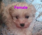 Image preview for Ad Listing. Nickname: Litter of 3