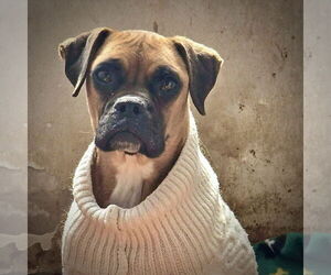 Boxer Dogs for adoption in Dumont, NJ, USA
