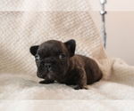Small #12 French Bulldog