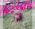 Small Photo #14 Labrador Retriever Puppy For Sale in GREENWOOD, WI, USA