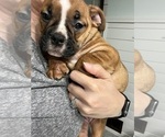 Small #8 Olde English Bulldogge