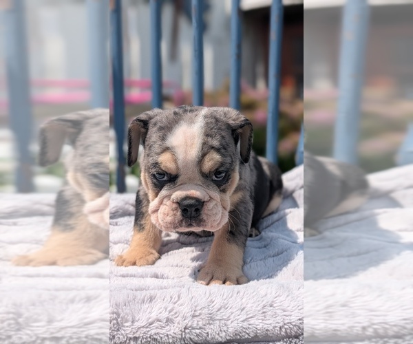 Medium Photo #10 English Bulldog Puppy For Sale in GOSHEN, IN, USA