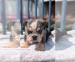 Small Photo #23 English Bulldog Puppy For Sale in GOSHEN, IN, USA