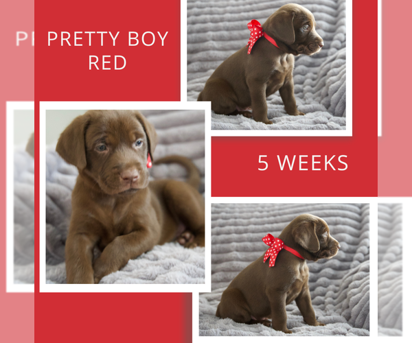 Medium Photo #3 Labrador Retriever Puppy For Sale in DEMING, NM, USA