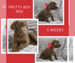 Small Photo #3 Labrador Retriever Puppy For Sale in DEMING, NM, USA