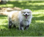 Small #1 Pomeranian Mix