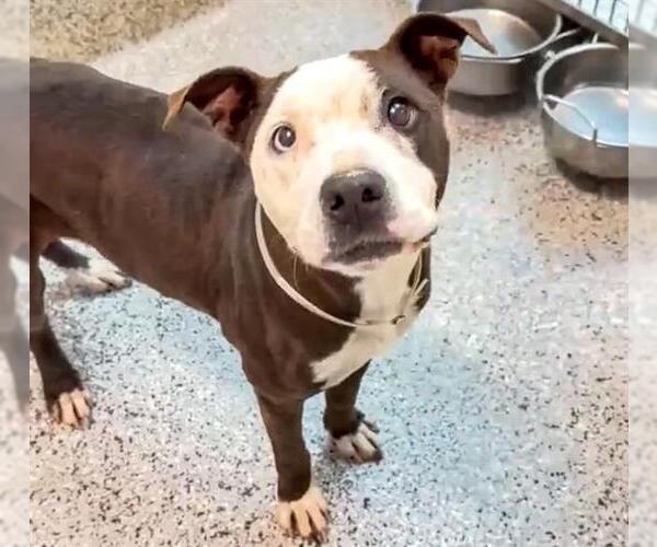 Medium Photo #2 Mutt Puppy For Sale in Houston, TX, USA