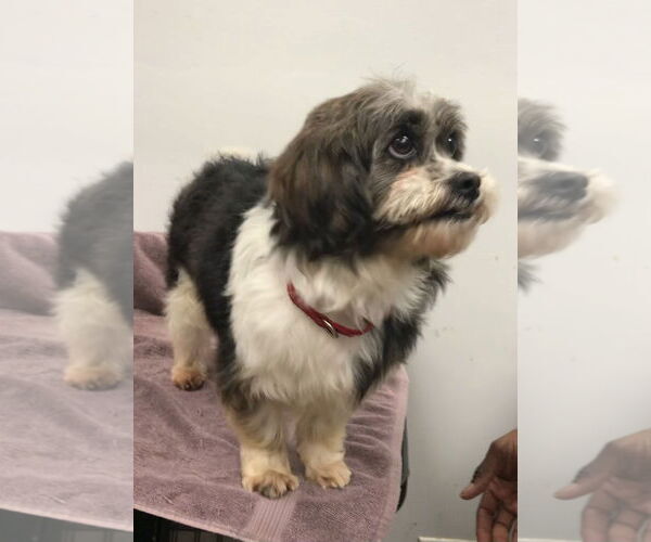 Medium Photo #3 Shih Tzu-Unknown Mix Puppy For Sale in Lincolnwood, IL, USA