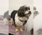 Small #2 Shih Tzu Mix