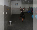 Small #2 Doberman Pinscher