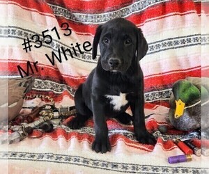 Medium Labrador Retriever