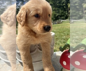 Golden Retriever Puppy for sale in NEOLA, WV, USA