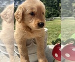 Image preview for Ad Listing. Nickname: AKC Golden Retr