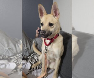 Gravy - Female Pug-Unknown Mix Dog for Adoption - Photo #6