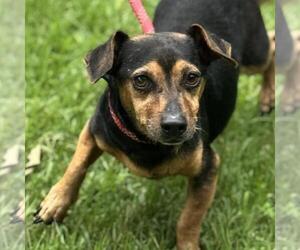 Dachshund-Unknown Mix Dogs for adoption in Yardley, PA, USA