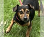 Small Dachshund Mix