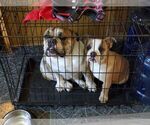 Small Photo #3 Bulldog Puppy For Sale in EL DORADO, KS, USA