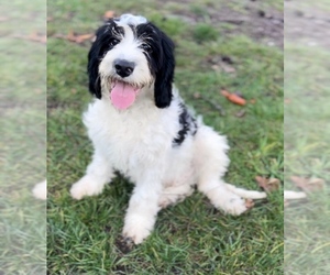 Cavalier King Charles Spaniel-Goldendoodle Mix Puppy for sale in EDWARDSBURG, MI, USA