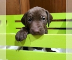 Small #5 German Shorthaired Pointer-Labradoodle Mix