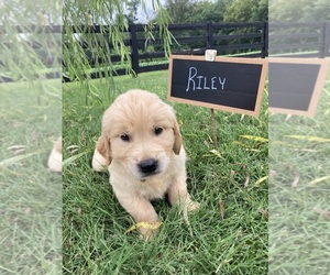 English Cream Golden Retriever Puppy for sale in FRANKLIN, KY, USA