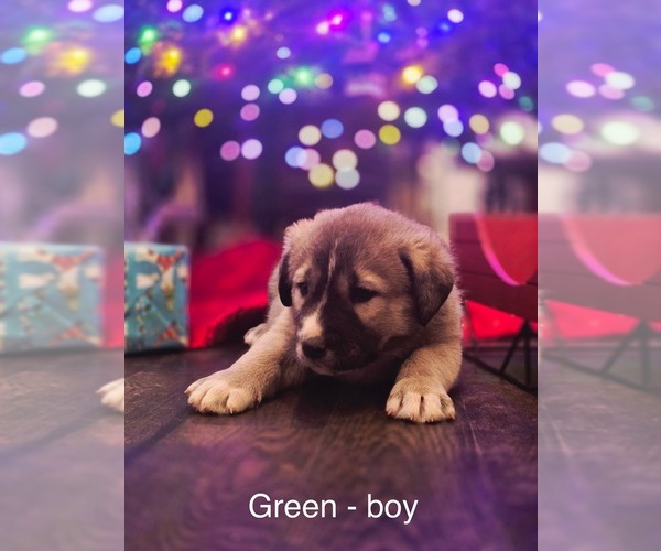 Medium Photo #9 Anatolian Shepherd Puppy For Sale in GERMANTON, NC, USA