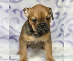 Small #1 English Bulldog-French Bulldog Mix