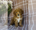 Small #2 Poodle (Miniature)