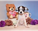 Puppy Fifer Chihuahua