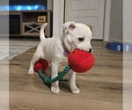 Small #11 American Pit Bull Terrier Mix