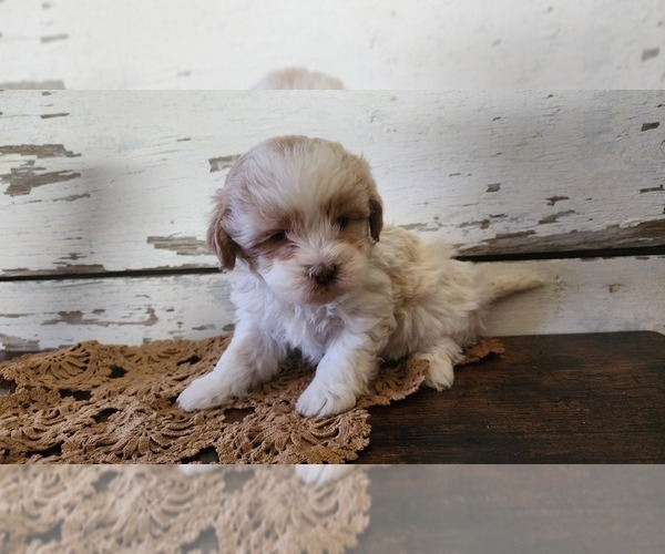 Medium Photo #6 Mal-Shi-Poodle (Miniature) Mix Puppy For Sale in GREENWOOD, WI, USA
