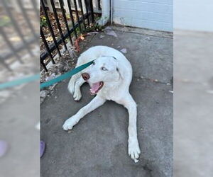 Siberian Husky-Unknown Mix Dogs for adoption in Stockton, CA, USA