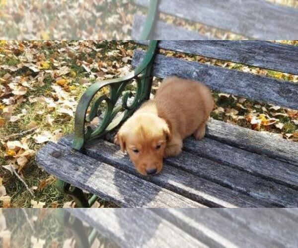 Medium Photo #8 Golden Retriever Puppy For Sale in LEON, KS, USA