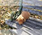 Small Photo #8 Golden Retriever Puppy For Sale in LEON, KS, USA