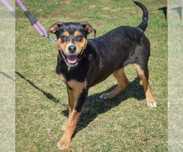 Medium Photo #6 Mountain Cur-Rottweiler Mix Puppy For Sale in Huntley, IL, USA