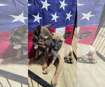 Small #1 German Shepherd Dog Mix