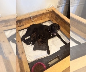 Mother of the Labrador Retriever puppies born on 10/21/2023