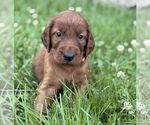 Small #2 Irish Setter